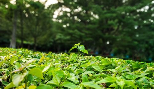 Close-up of fresh green leaves on field