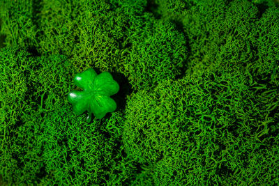 High angle view of plant growing on field