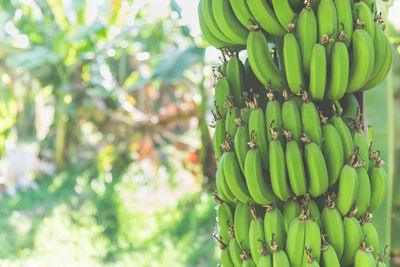 Fresh green bananas growing on a tree. exotic fruit farm. banana island in egypt