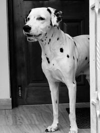 White dog standing on door