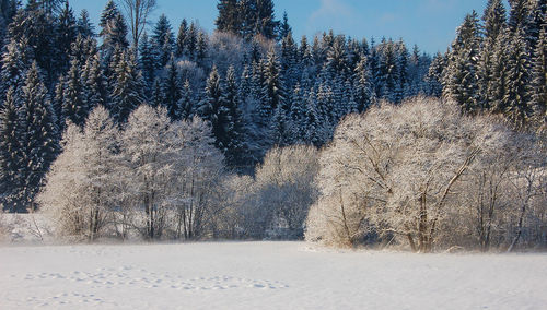 Snow covered trees in forest against sky