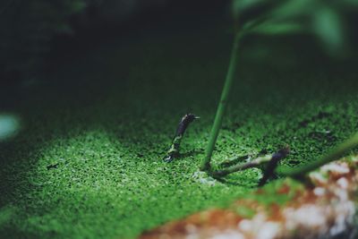 Close-up of plant