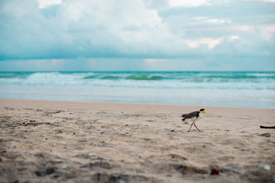 View of a horse on beach