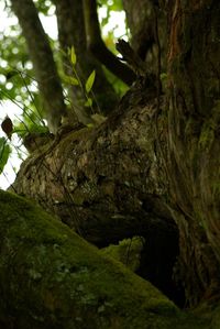 Low angle view of trees in forest