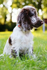 Close-up of english cocker spaniel sitting on grassy field