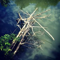 Low angle view of tree against sky