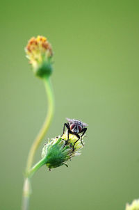 Close-up of insect on flower