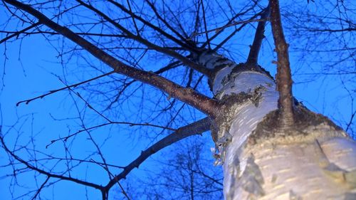 Low angle view of bare trees against blue sky