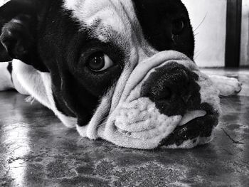 Close-up portrait of a dog