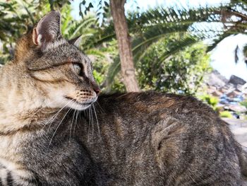 Close-up of a cat