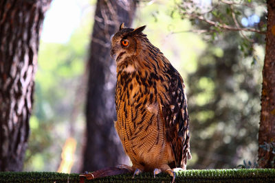 Close-up of owl on tree