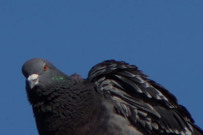 Low angle view of owl perching against clear blue sky