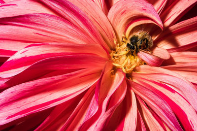 Close-up of bee on flower