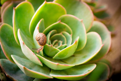 Close-up of plant