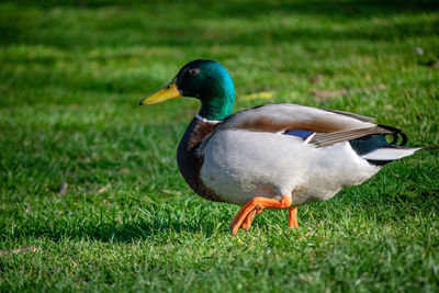 Close-up of duck on grassy field