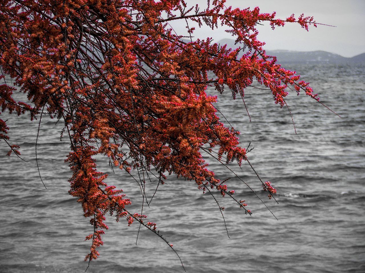 CLOSE-UP OF RED AUTUMN TREE