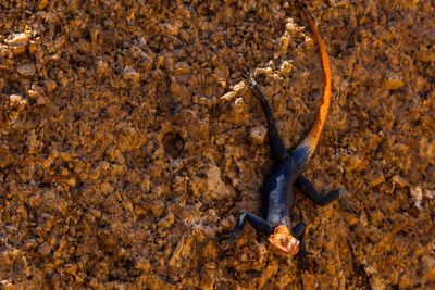 Close-up of lizard