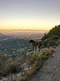 Dog standing on grass against sky and mountains during sunset