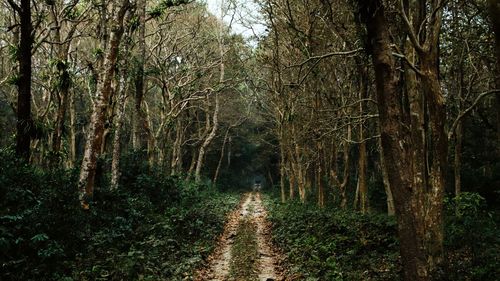 Trees growing in forest