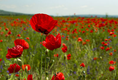 Close-up of poppies blooming on field against sky