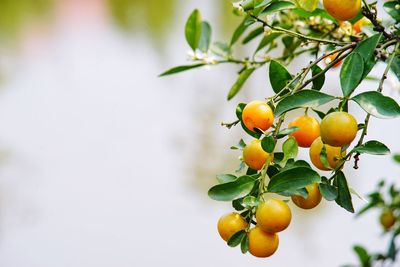 Low angle view of fruits growing on tree