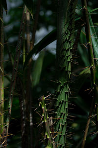 Close-up of bamboo on land