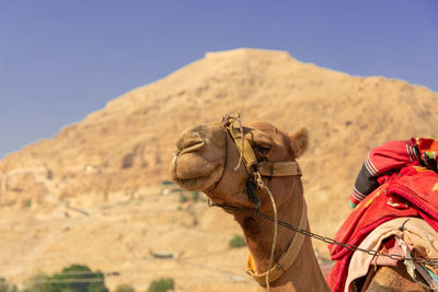 View of a camel on desert