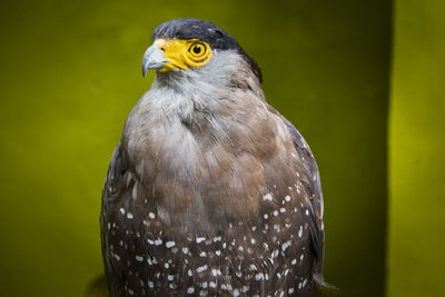 Close-up of eagle