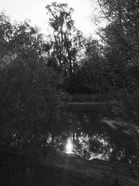 Scenic view of lake in forest