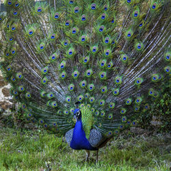 Peacock on a field