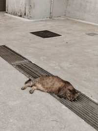 High angle view of cat sleeping