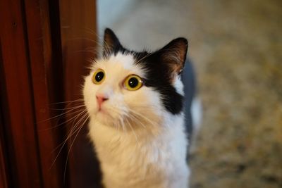 Close-up of cat looking away while standing at home