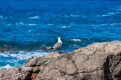 Seagull perching on rock