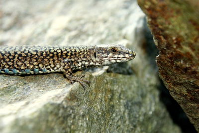 Close-up of lizard on tree