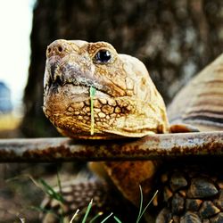 Close-up of tortoise against blurred background