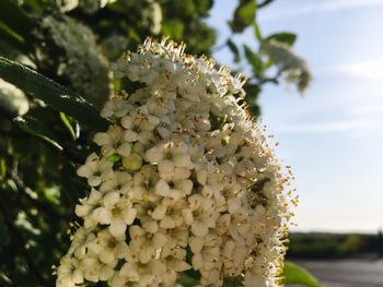 Close-up of white flowering plant against sky