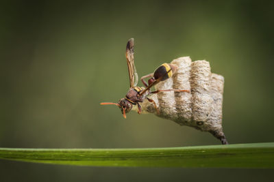 Close-up of insect