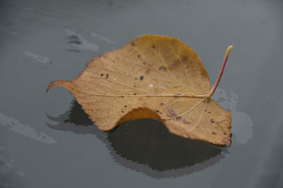 Close-up of dry maple leaf against sky