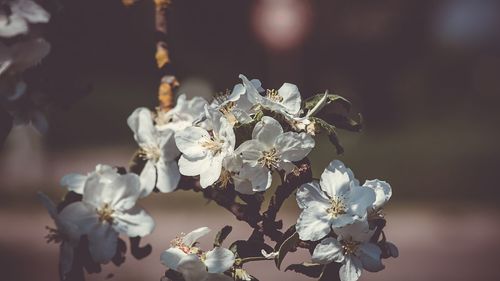 Close-up of white cherry blossoms