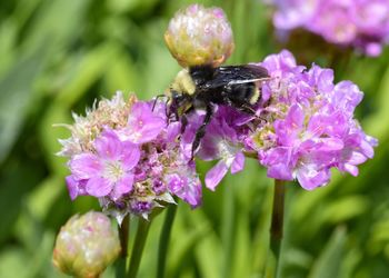 Close-up of bee on purple flower