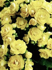 Close-up of yellow flowers