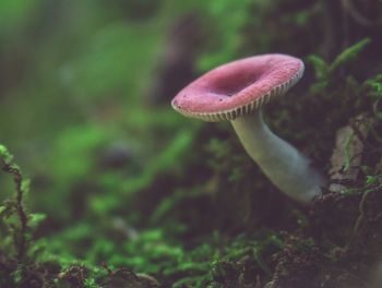 Close-up of mushroom growing on land