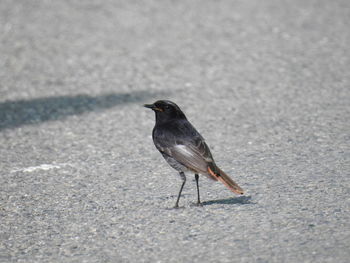 Close-up of bird perching on ground