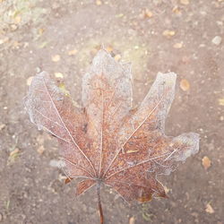 Close-up of dry maple leaves on road