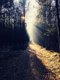 Dirt road amidst trees in forest