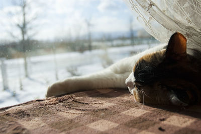 Close-up of cat resting on window sill