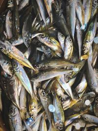 High angle view of fish for sale at market