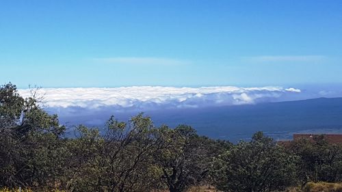 Scenic view of forest against blue sky