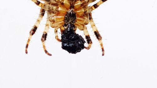 Close-up of spider on white background