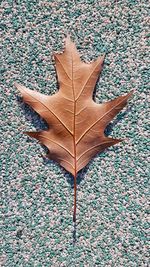 High angle view of maple leaf on floor